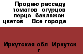 Продаю рассаду томатов, огурцов, перца, баклажан, цветов  - Все города  »    . Иркутская обл.,Иркутск г.